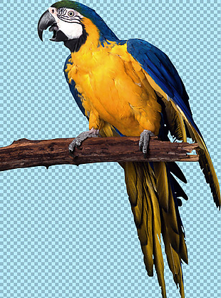 站树枝上的蓝色鹦鹉免抠png透明图层素材
