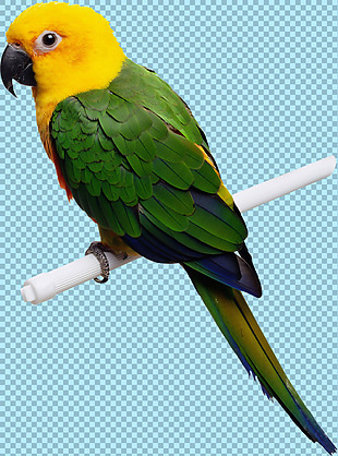 黄头绿身鹦鹉免抠png透明图层素材