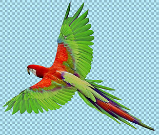 绿色红色鹦鹉免抠png透明图层素材