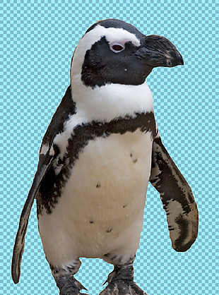 站着的小企鹅免抠png透明图层素材