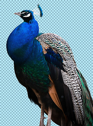 漂亮蓝色孔雀免抠png透明图层素材