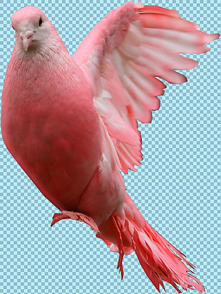 红色的鸽子免抠png透明图层素材