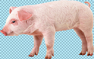 白色小猪免抠png透明图层素材
