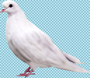 站着的白色鸽子免抠png透明图层素材