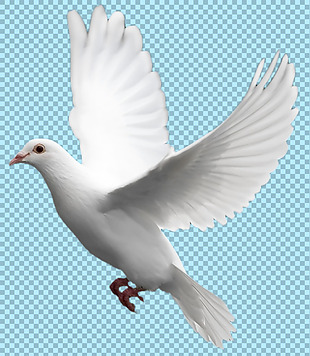 飞翔的白鸽子免抠png透明图层素材
