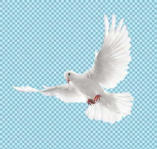 白色羽毛飞翔的鸽子免抠png透明图层素材