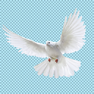 白色飞翔的和平鸽子免抠png透明图层素材