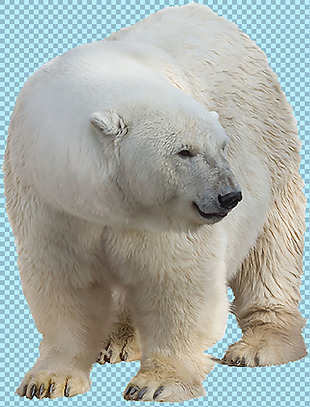 笨笨的北极熊免抠png透明图层素材