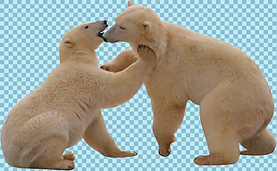 两只打闹的北极熊免抠png透明图层素材