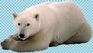 北极熊免抠png透明图层素材