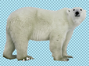 站着的胖北极熊免抠png透明图层素材