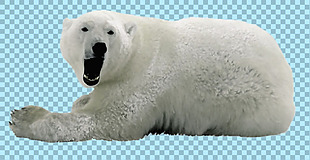 躺地上的北极熊免抠png透明图层素材
