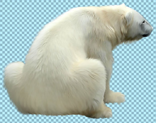 蹲着休息的北极熊免抠png透明图层素材