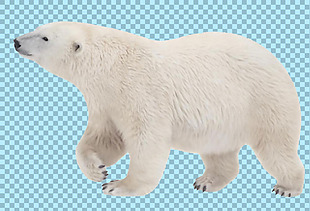 笨拙的北极熊免抠png透明图层素材