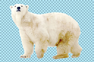 抬头望天的北极熊免抠png透明图层素材