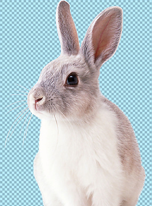 耳朵竖起来的兔子免抠png透明图层素材