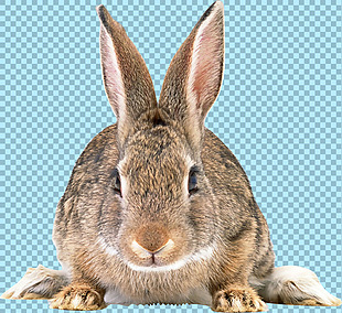 杂毛兔子正面图免抠png透明图层素材