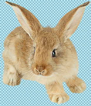 棕色大耳朵兔子免抠png透明图层素材