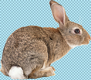 蹲着的杂毛兔子免抠png透明图层素材