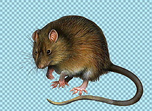 可爱长尾巴老鼠免抠png透明图层素材