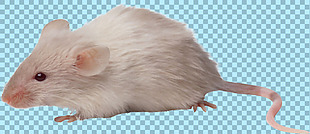 白色小老鼠免抠png透明图层素材