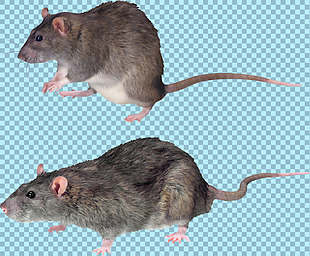 两只灰色老鼠免抠png透明图层素材
