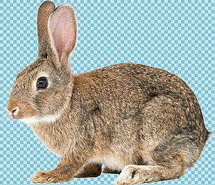 可爱杂毛兔子免抠png透明图层素材