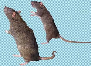 两只褐色老鼠免抠png透明图层素材