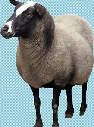 一只温顺的绵羊免抠png透明图层素材
