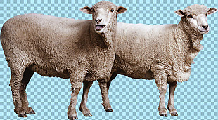 两只温和的绵羊免抠png透明图层素材