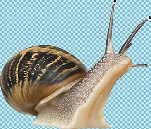 高清蜗牛图片免抠png透明图层素材