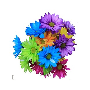彩色花朵菊花元素