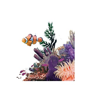 海底小鱼珊瑚png透明元素