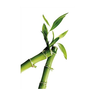 绿色竹子树叶元素