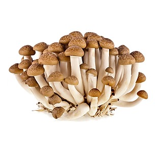 单个小蘑菇菌类元素