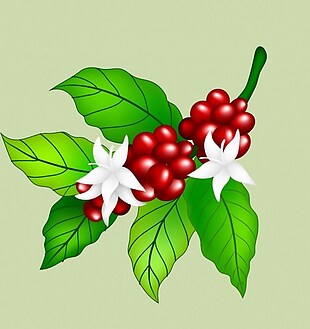 绿色咖啡植物花朵矢量背景