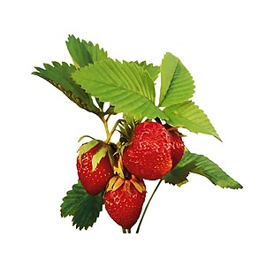 新鲜草莓png元素