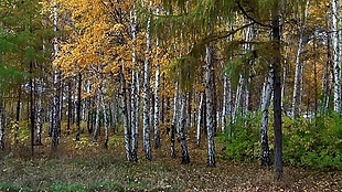 树林自然风光的拍摄