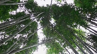 自然竹林风景实拍视频