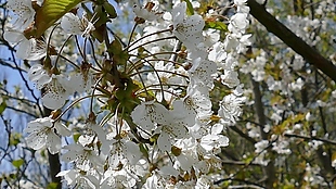 白色水果花卉视频