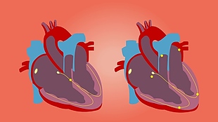 心脏器官视频讲解