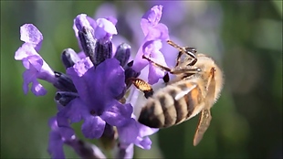 蜜蜂采蜜视频素材