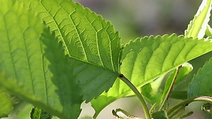 绿色植物叶子视频背景