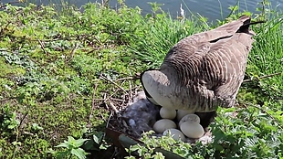保护蛋的鸟儿视频