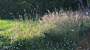 芦苇草草坪视频背景
