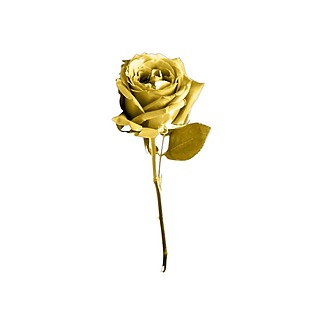 大气金色玫瑰花元素