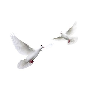 两只白色小鸟飞翔