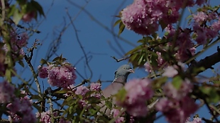 花卉花朵视频拍摄