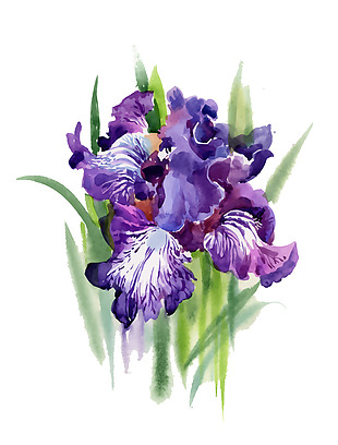 紫色蝴蝶兰花园植物花朵水彩手绘矢量文件