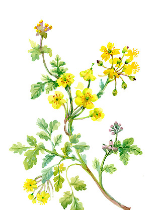 黄色花枝树枝花朵水彩手绘矢量文件